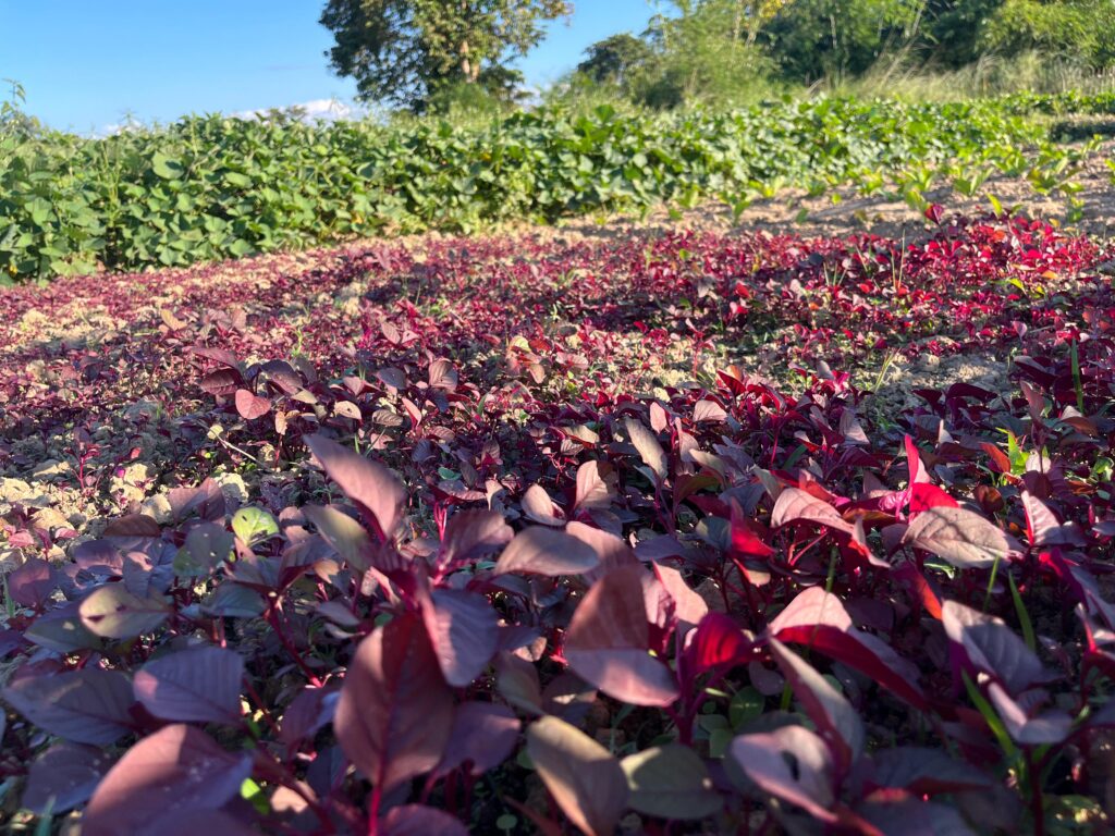 Nutrition Garden in Jorhat