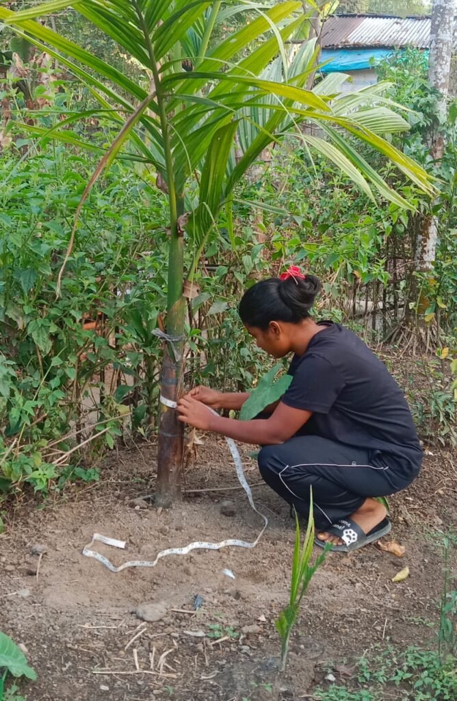 Tree Measurement in Lakhimpur Koilamari T.E
