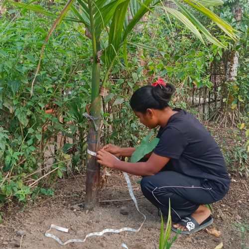 Tree Measurement in Lakhimpur Koilamari T.E